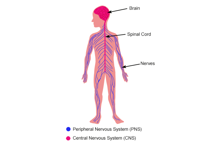 The peripheral system sends impulse signals to the central system when a change has happened outside the body